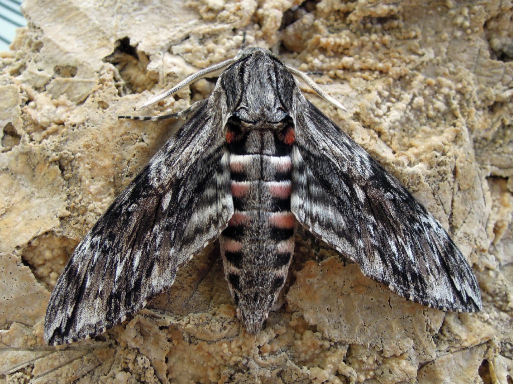 Agrius convolvuli